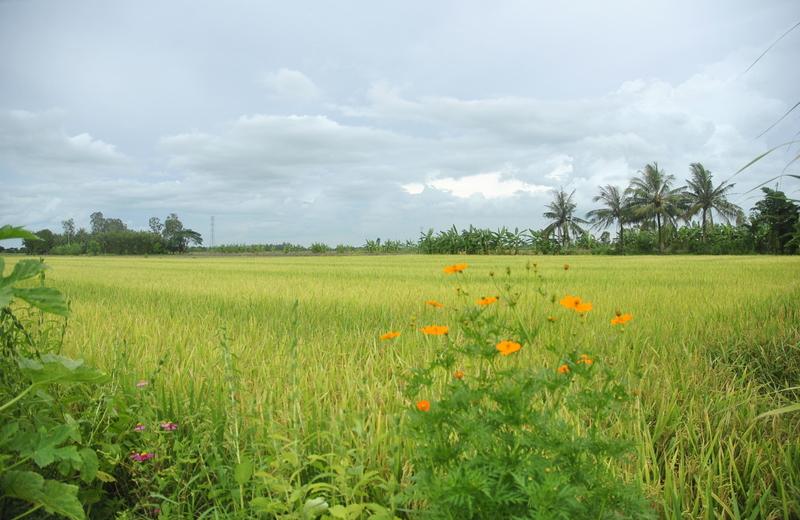 ảnh chủ đề