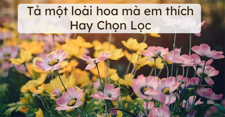 ảnh chủ đề