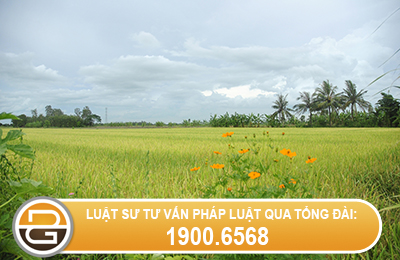 tu-van-thoi-han-su-dung-dat-nong-nghiep-khi-duoc-cap-tu-nam-1998